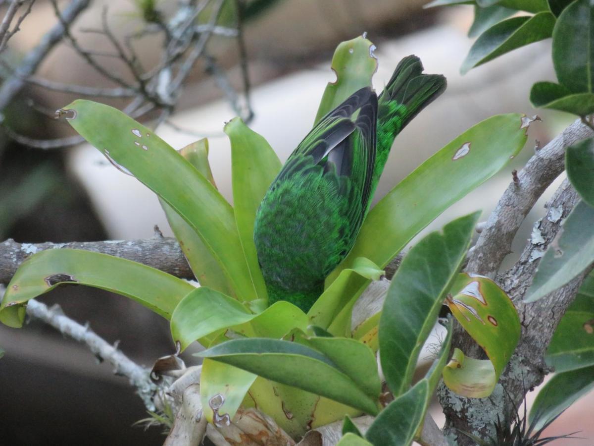 Pousada Biso Finoca Ibiraquera Imbituba Kültér fotó