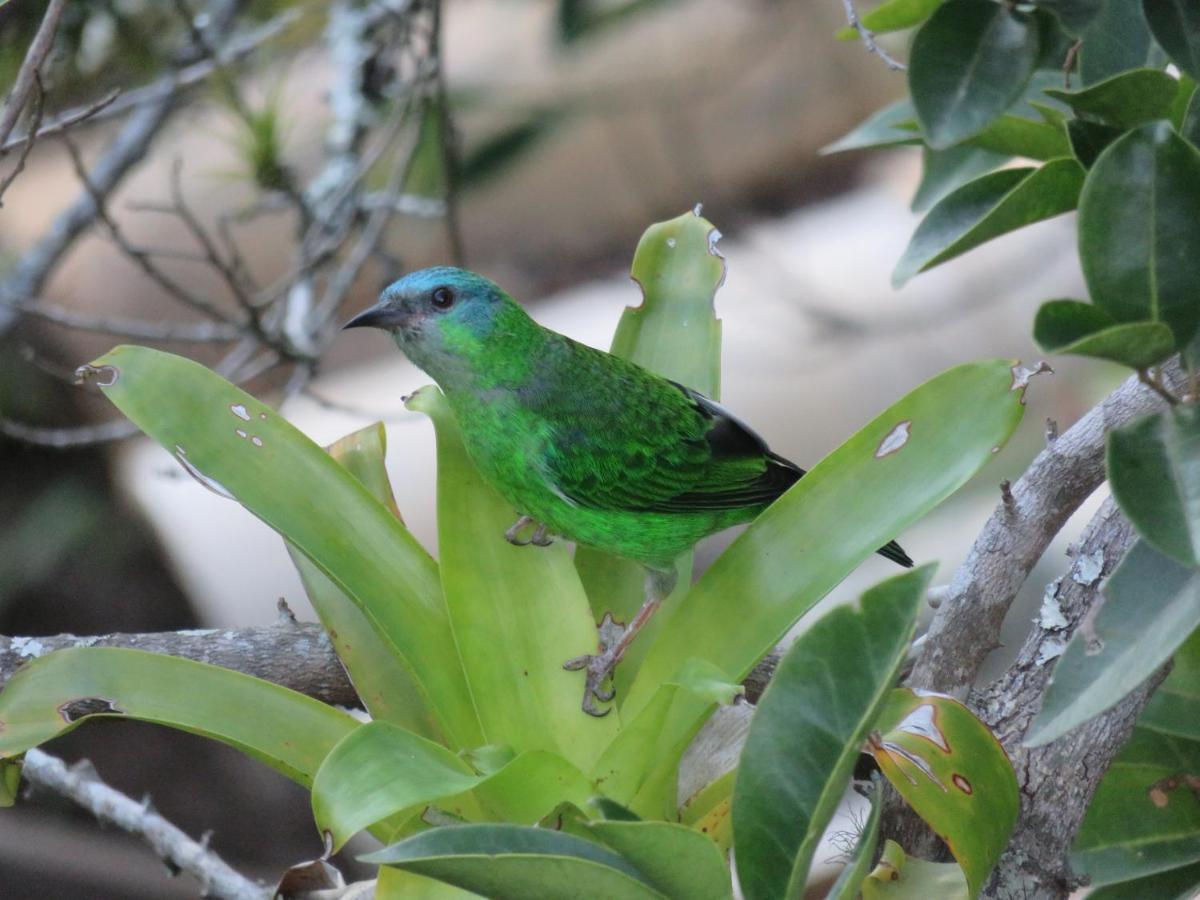Pousada Biso Finoca Ibiraquera Imbituba Kültér fotó