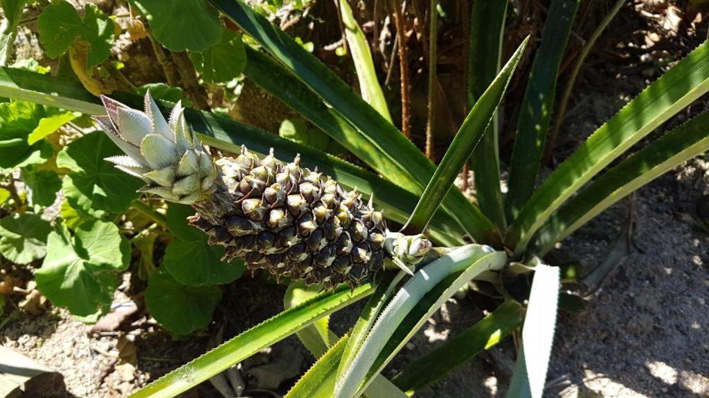 Pousada Biso Finoca Ibiraquera Imbituba Kültér fotó
