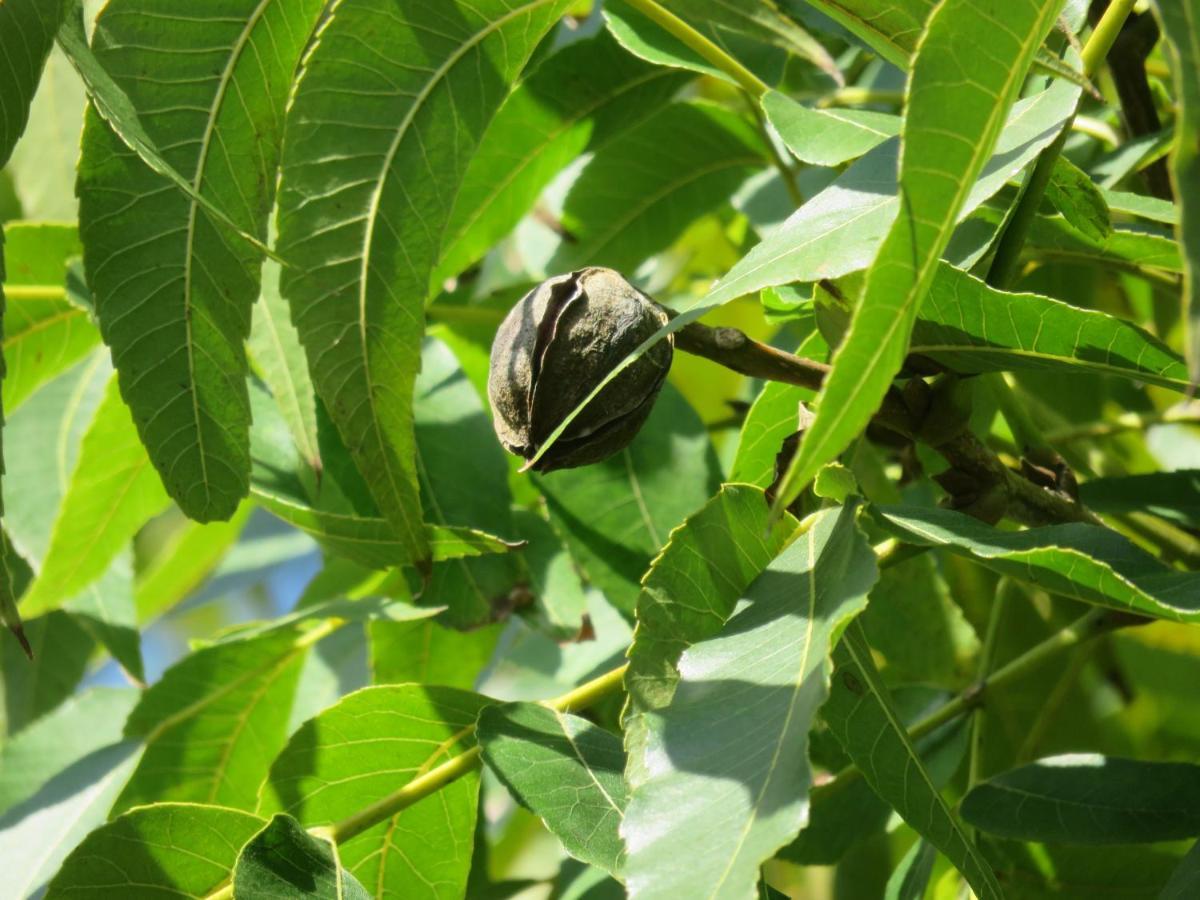 Pousada Biso Finoca Ibiraquera Imbituba Kültér fotó